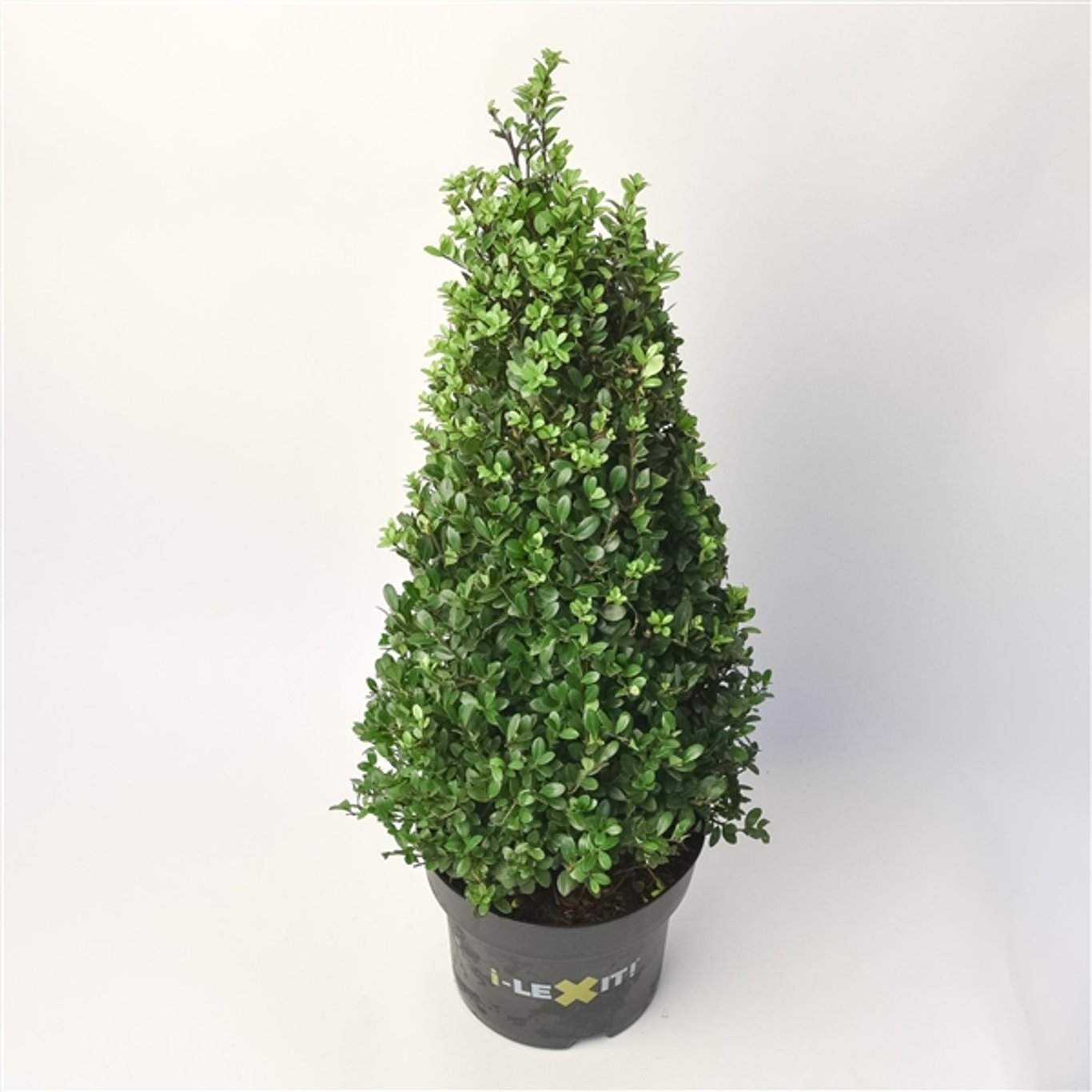 Ilex crenata 'Dark Green'® - 40-50 CM Cone C5